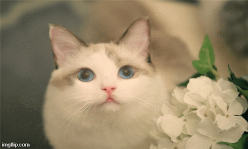 Tử vi 12 con giáp thứ bảy 26/9: Mão gặp trúc trắc, Hợi chớ ham chuyện thị phi 