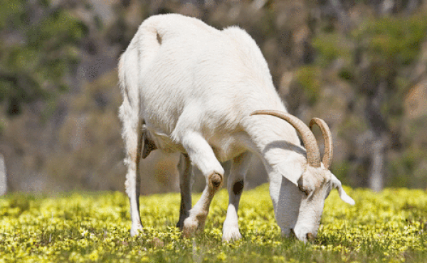 Tử vi 12 con giáp chủ nhật 24/1: Mùi uy tín, Dậu ấm êm