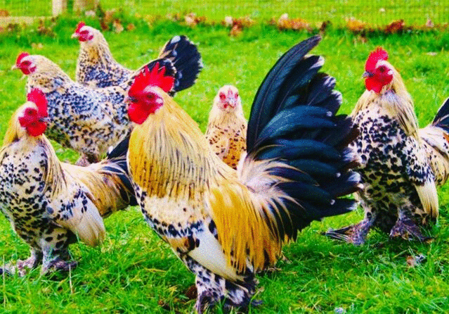 Tử vi 12 con giáp chủ nhật 18/4: Sửu nên im lặng, Gà sáng suốt về tiền bạc