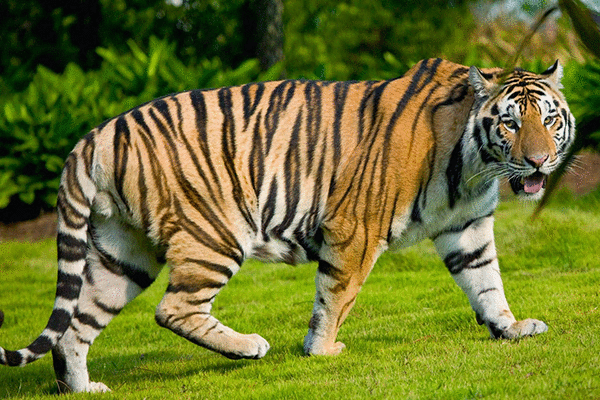 Tử vi 12 con giáp chủ nhật 11/7: Hổ nóng nảy, Dê bứt phá