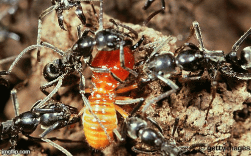 Loài kiến nào được đặt tên 'chiến binh' có thể chữa vết thương cho đồng loại?