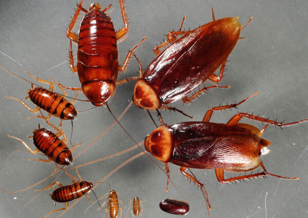 1001 thắc mắc: Chặt đầu không chết, gián có chịu được vụ nổ bom hạt nhân? 