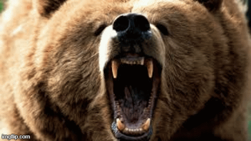 1001 thắc mắc: Lí do gì khiến gấu xám hay chà sát lưng vào cây?