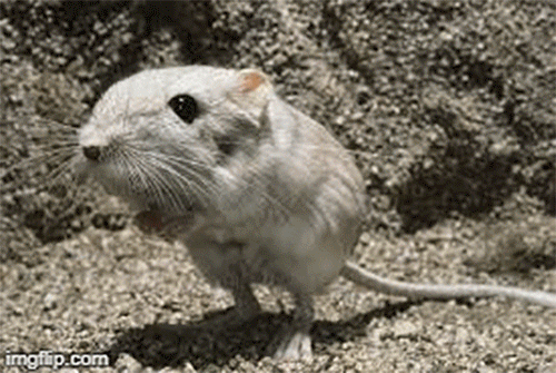 Quả thận của chuột kangaroo hoạt động hiệu quả gấp bốn lần quả thận của con người. 