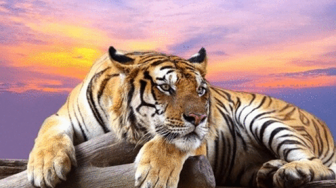 Tử vi 12 con giáp chủ nhật 8/11: Dần gặp trắc trở, Thân ham học hỏi