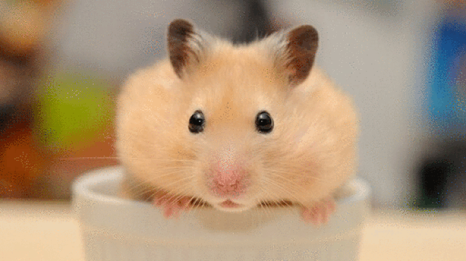 Tử vi 12 con giáp thứ bảy: Trâu thăng tiến, Rồng gặp quý nhân