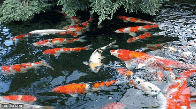 1001 thắc mắc: Cá có bao giờ bị khát không, chúng uống nước như thế nào?