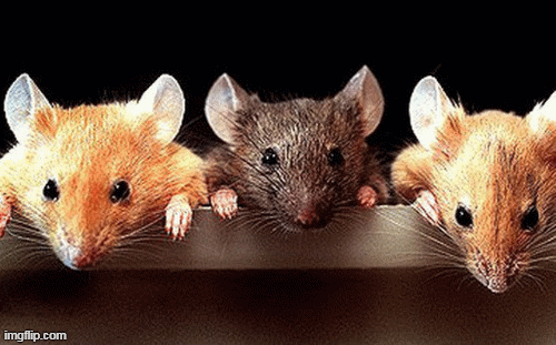 Tử vi 12 con giáp ngày 7/3: Tuổi Tý cần cẩn trọng, Tuổi Dậu nóng nảy