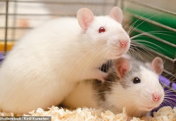 Tử vi 12 con giáp chủ nhật 14/3: Tý vỡ mộng, Dần được hỗ trợ tiền bạc