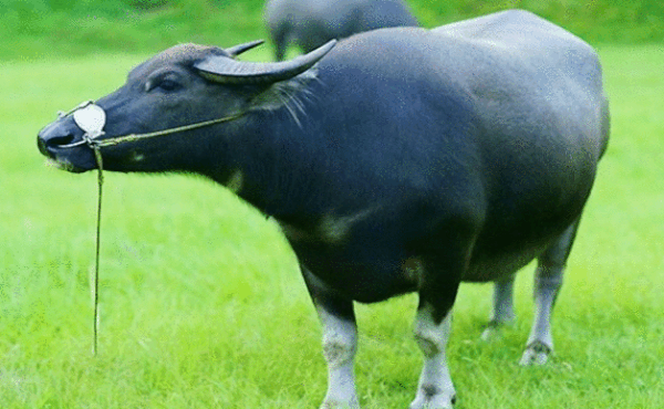 Tử vi 12 con giáp chủ nhật 10/1: Sửu cố chấp, Thân khát khao chiến thắng