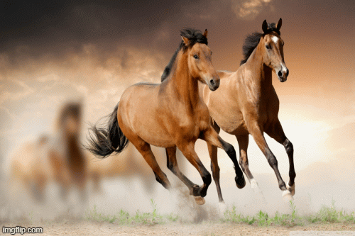 Tử vi 12 con giáp thứ bảy 16/5: Ngọ đón nhân duyên, Dậu đón tài lộc