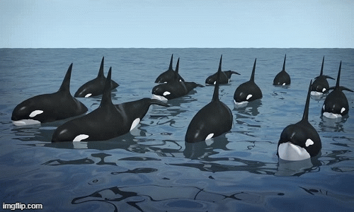 Cá voi sát thủ sở hữu kỹ năng săn mồi thượng thừa 