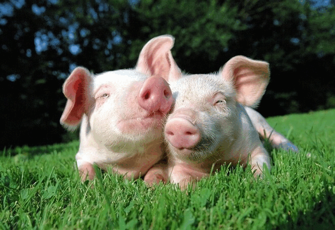 Tử vi 12 con giáp thứ bảy 27/11: Mèo sức khỏe tuột dốc, Lợn có nhiều tham vọng