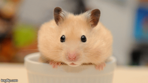 Tử vi 12 con giáp chủ nhật 4/10: Tý có buổi hẹn hò lãng mạn, Dậu rủng rỉnh tiền bạc