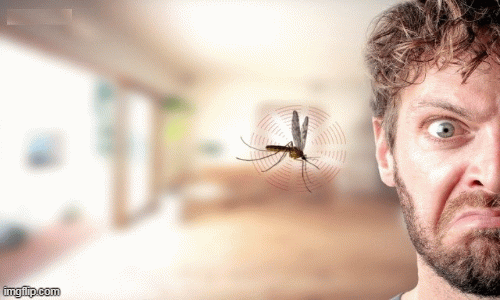 1001 thắc mắc: Vì sao muỗi hay đốt người mặc đồ sáng màu?