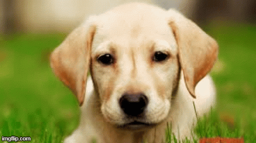 Tử vi 12 con giáp chủ nhật 31/5: Sửu không nên hơn thua; Tuất 'ôm' tài lộc