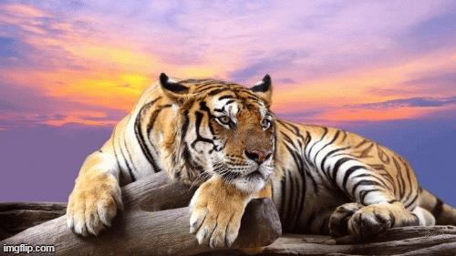 Tử vi 12 con giáp chủ nhật 10/5: Dần cô đơn, Dậu đón tình yêu đến