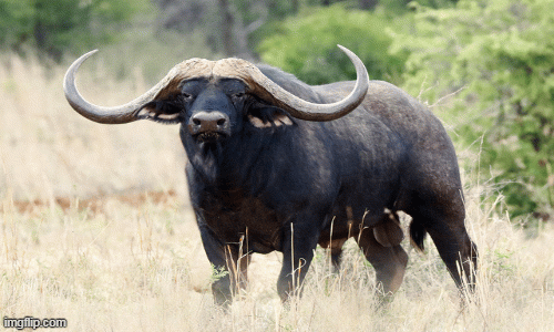 Tử vi 12 con giáp chủ nhật 9/8: Sửu lắm tài lộc,Thìn đừng e dè chuyện tình cảm