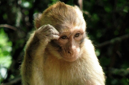 Tử vi 12 con giáp chủ nhật 27/12: Sửu có kẻ phá bĩnh, Thìn suy nghĩ mông lung