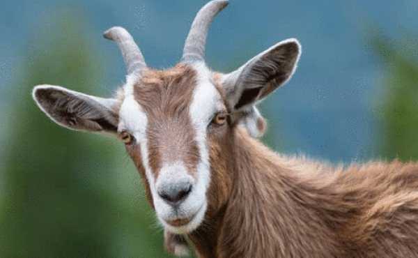 Tử vi 12 con giáp chủ nhật 25/4: Hổ chớ nên liều lĩnh, Dê mở lòng với người yêu