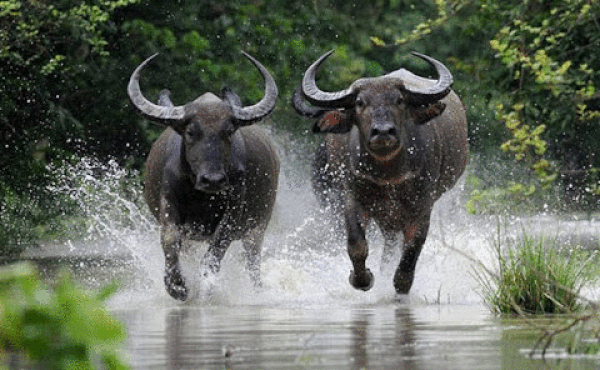 Tử vi 12 con giáp thứ bảy 23/1: Sửu đụng tiểu nhân, Thân hao tài tốn của