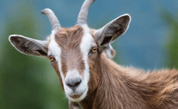 Tử vi 12 con giáp chủ nhật 15/11: Sửu bị bắt nạt, Mùi thận trọng thái quá