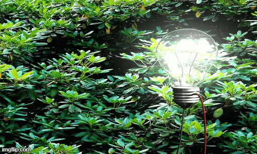 1001 thắc mắc: Vì sao trong cây có điện, sao chúng không vươn mãi lên trời?