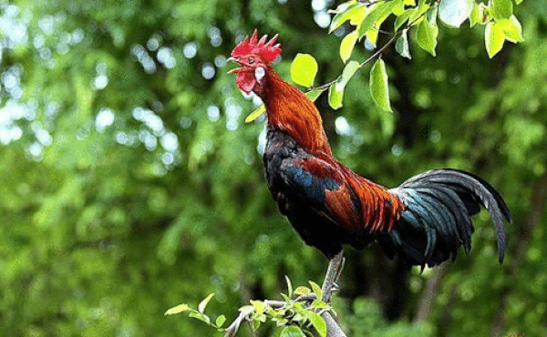 Tử vi 12 con giáp thứ bảy 24/4: Ngựa thăng hoa, Gà sáng suốt