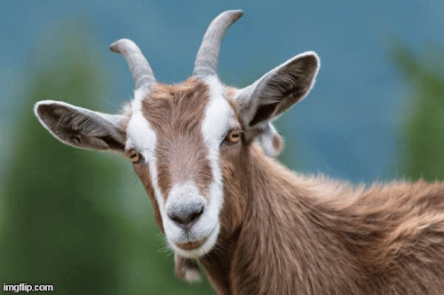 Tử vi 12 con giáp chủ nhật 15/3: Mùi may mắn, Dậu đón tình duyên