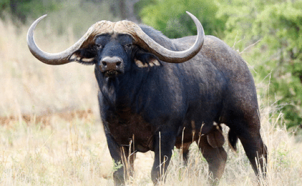 Tử vi 12 con giáp chủ nhật 3/1: Sửu bị bùng nợ, Hợi bé xé ra to