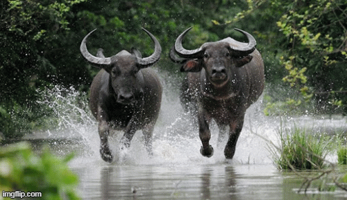 Tử vi 12 con giáp thứ bảy 11/7: Sửu có ngày phát tài, Mùi đào hoa rực rỡ