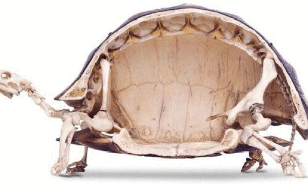 1001 thắc mắc: Vì sao rùa rụt được đầu vào trong mai?