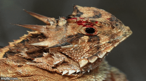 1001 thắc mắc: Loài thằn lằn nào phun máu từ mắt tử chiến với kẻ thù?