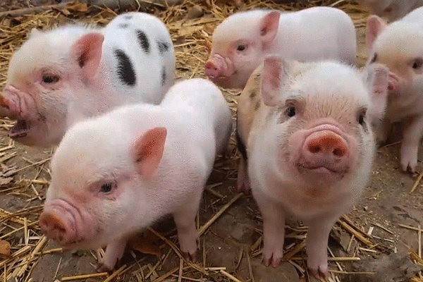 Tử vi 12 con giáp thứ bảy 5/6: Trâu vơ tiền bạc, Rồng gặp may mắn