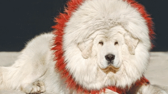 Tử vi 12 con giáp chủ nhật 1/11: Sửu cẩn trọng, Mão nhận nhiều tư vấn