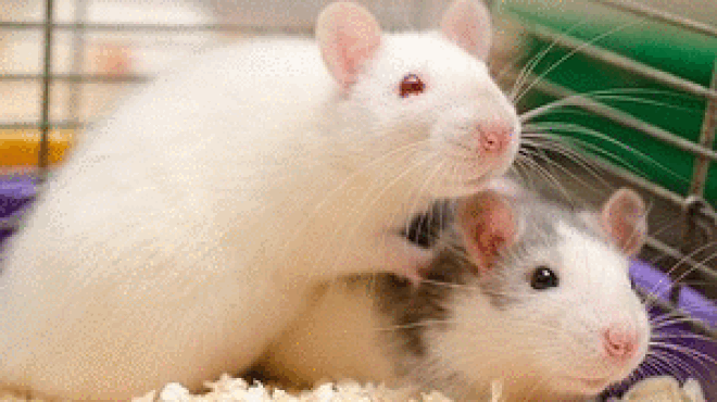 Tử vi 12 con giáp thứ bảy 31/10: Tý thất thường, Dần công danh rộng mở