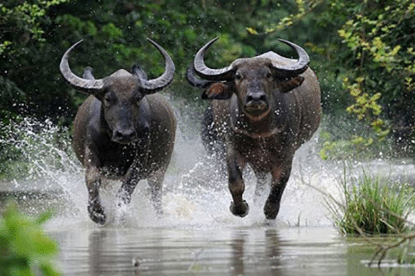 Tử vi 12 con giáp thứ bảy 24/7: Trâu thăng hoa, Dê gặp rắc rối