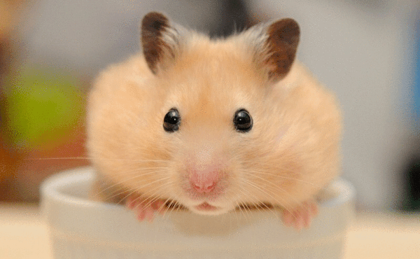 Tử vi 12 con giáp thứ bảy 16/1: Tý thuận lợi, Mùi gặp tiểu nhân