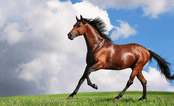 Tử vi 12 con giáp chủ nhật 27/2: Rồng trục trặc tình cảm, Ngựa gặp tiểu nhân