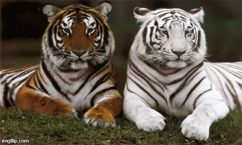 Tử vi 12 con giáp thứ bảy 8/8: Dần đề phòng kẻ nịnh hót, Tuất bị gây trở ngại