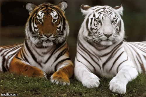 Tử vi 12 con giáp chủ nhật 18/10: Dần hâm nóng tình yêu, Thân gánh nặng trĩu vai