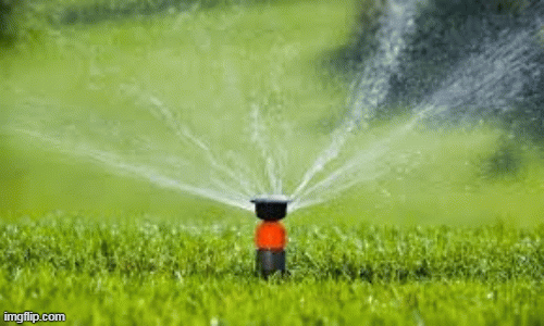 1001 thắc mắc: Vì sao không nên tưới cây vào buổi trưa?