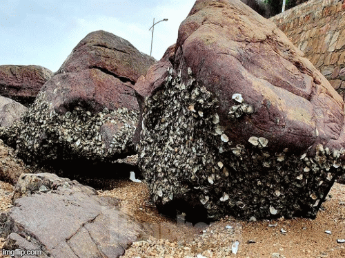 Từ chất kết dính mà con hà tiết ra khi bám vào tàu thuyền, người ta đã chế tạo ra loại keo hà dùng để vá tàu khi bị thủng. 