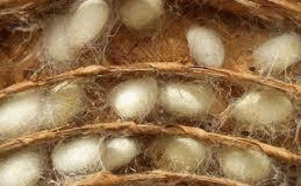 1001 thắc mắc: Vì sao ngài tằm đẻ trứng xong là chết ngay?