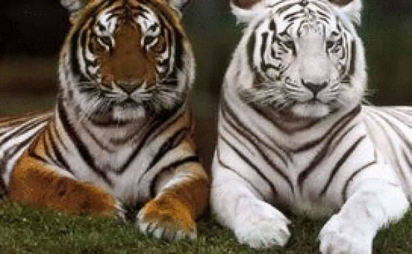 Tử vi 12 con giáp chủ nhật 29/11: Dần nhiều cảm xúc, Mùi chớ bốc đồng