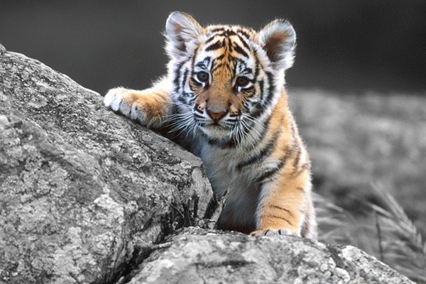 Tử vi 12 con giáp chủ nhật 25/7: Hổ yêu thương, Rồng vớ bẫm 