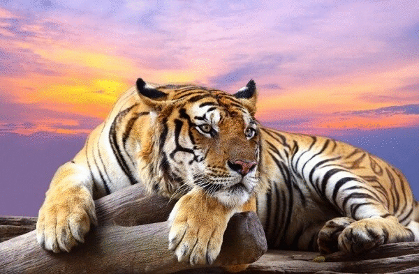 Tử vi 12 con giáp thứ bảy 2/1: Dần tài lộc đua nở, Thân đón nguồn năng lượng dồi dào