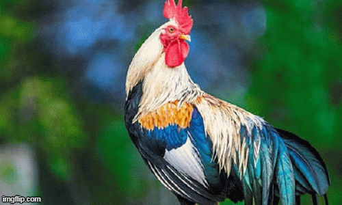 Tử vi 12 con giáp chủ nhật 5/7: Mão bất ổn, Dậu hay suy diễn