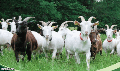 Tử vi 12 con giáp chủ nhật 19/7: Sửu bình yên, Mùi tự tin