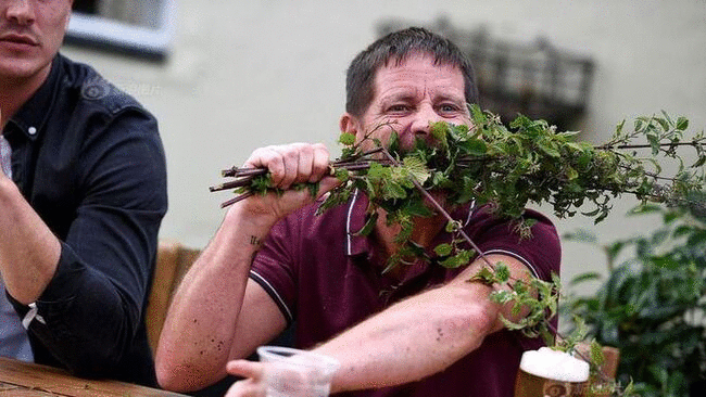 1001 thắc mắc: Loại cây nào chứa ‘nọc độc nhện’ gây đau rát vô cùng?